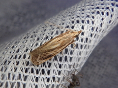 Spatulipalpia albistrialis