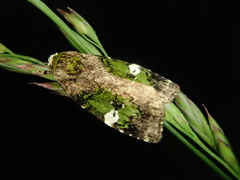Prometopus flavicollis