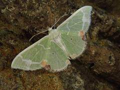 Comibaena nigromacularia
