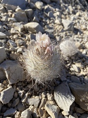 Echinomastus mariposensis