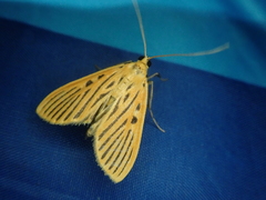 Tyspanodes striatus