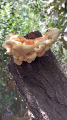Laetiporus