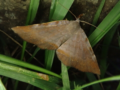 Mecodina nubiferalis