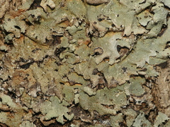 Parmotrema subisidiosum