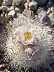Echinomastus mariposensis