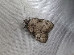 Meganola bryophilalis