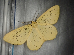 Angerona nigrisparsa