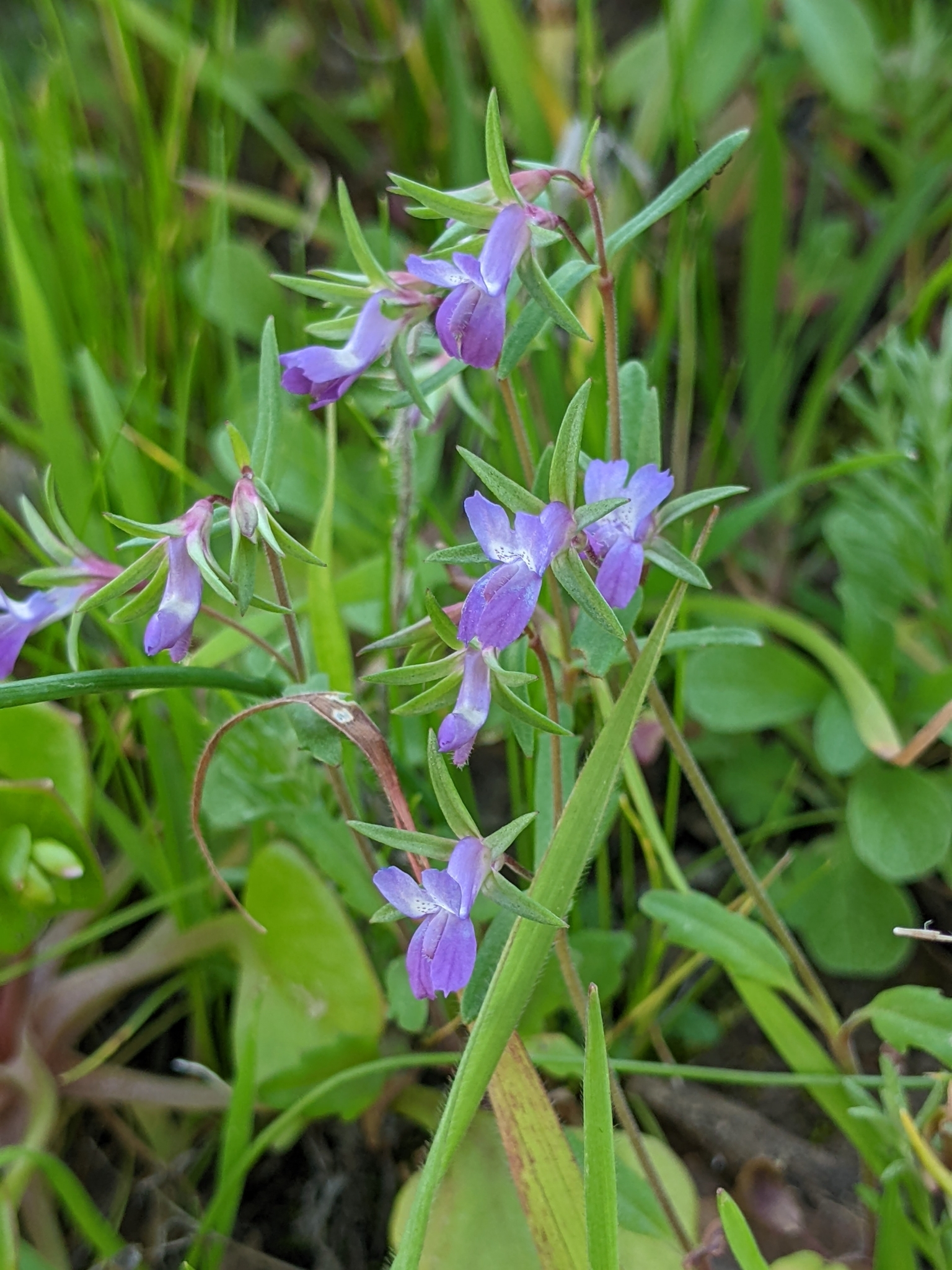 Collinsia sparsiflora