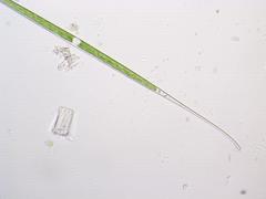 Closterium aciculare