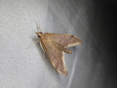 Circobotys nycterina