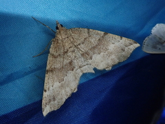 Xerodes rufescentaria