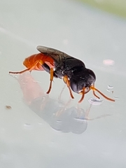 Arpactophilus