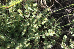 Euphorbia dallachyana