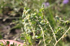 Euphorbia dallachyana