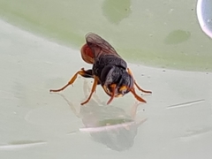 Arpactophilus