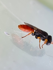 Arpactophilus
