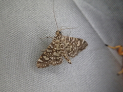 Glyphodes onychinalis