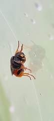 Arpactophilus