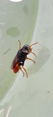 Arpactophilus