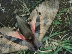 Marumba