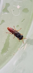 Arpactophilus