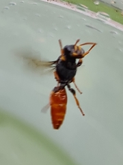 Arpactophilus