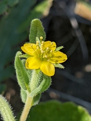 Mentzelia affinis