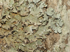 Parmotrema subisidiosum