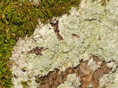 Pertusaria paratuberculifera