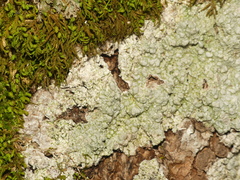 Pertusaria paratuberculifera