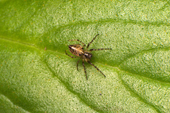 Alpaida niveosigillata