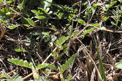 Tribulus micrococcus