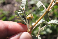 Tribulus micrococcus