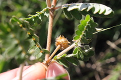 Tribulus micrococcus