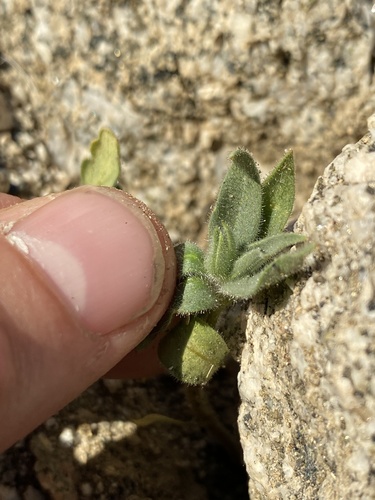 iNaturalist observation photo of ghost flower