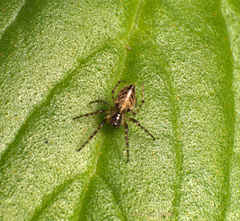 Alpaida niveosigillata