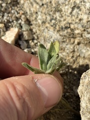 Mohavea confertiflora