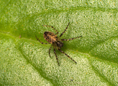 Alpaida niveosigillata