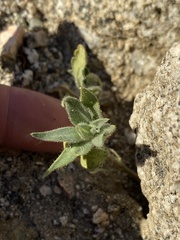 Mohavea confertiflora