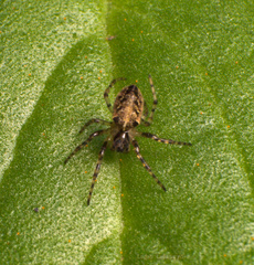 Alpaida niveosigillata