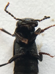 Tasgius melanarius
