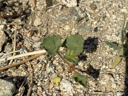 iNaturalist observation photo of desert fivespot