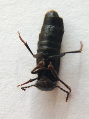Tasgius melanarius