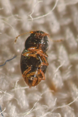 Ptiliinae