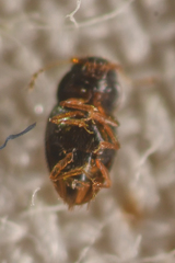 Ptiliinae