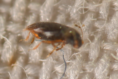 Ptiliinae