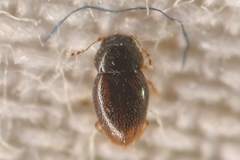 Ptiliinae