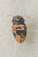Ptiliinae