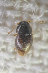Ptiliinae