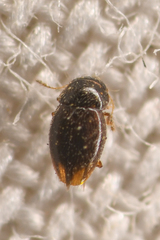 Ptiliinae